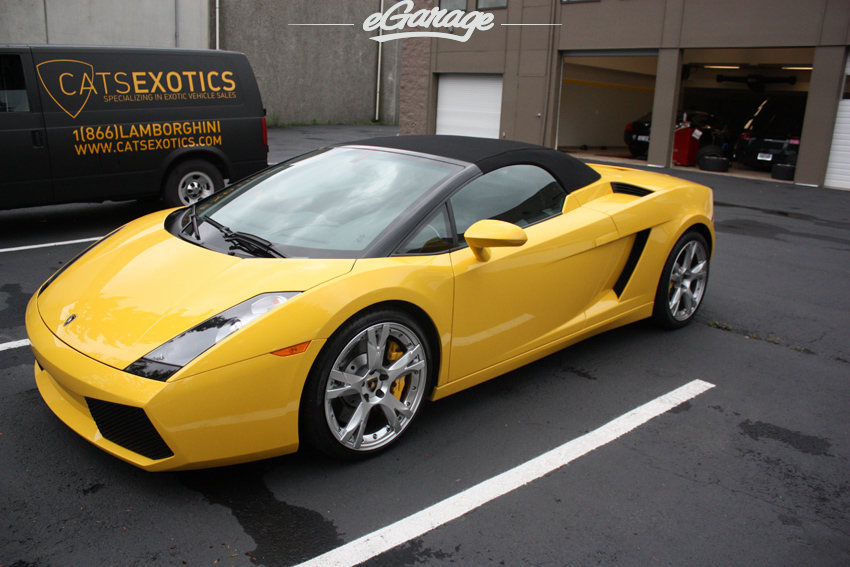 Gallardo Cats Exotics