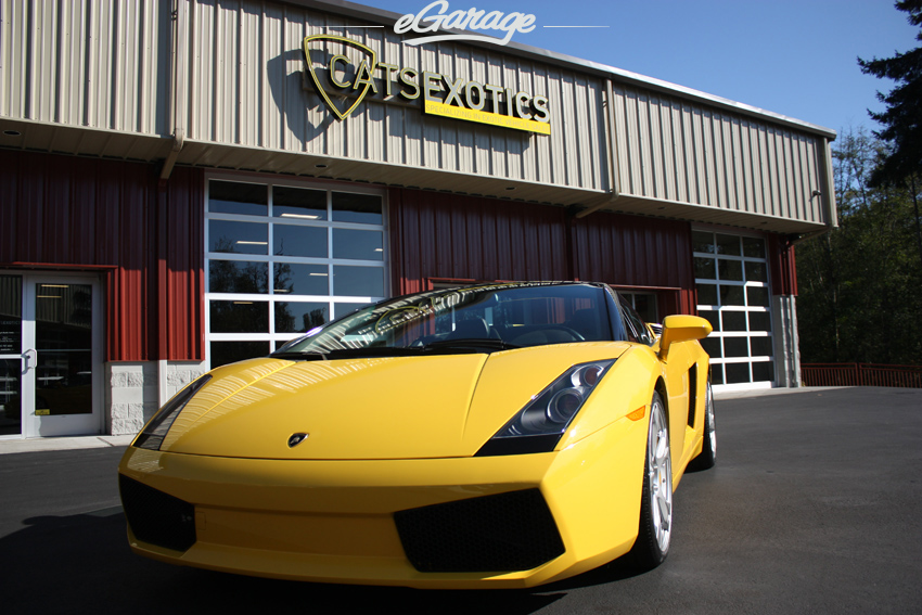 Gallardo Cats Exotics