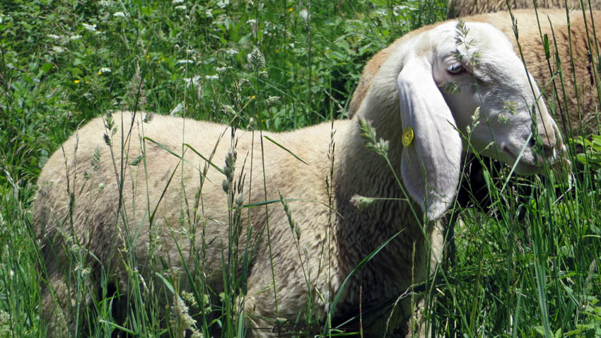 Alpine Adventure sheep