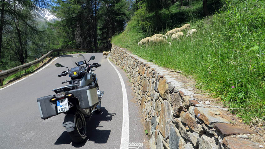 Alpine Adventure sheep in road