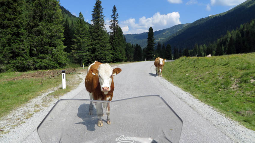 Alpine Adventure cow