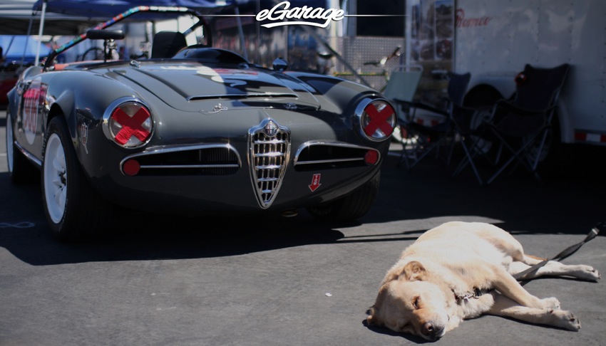 Alfa Dog